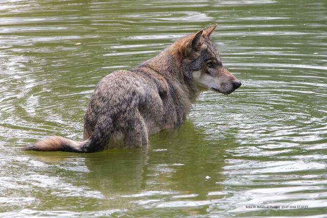 Europäischer Wolf.