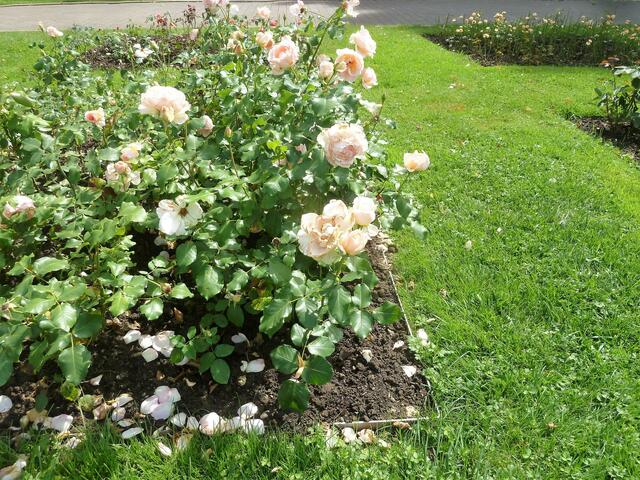 Ein Rest von den vielen Rosenstauden.