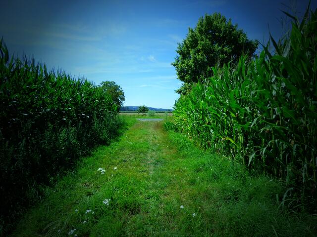 Mein Weg zum Bach