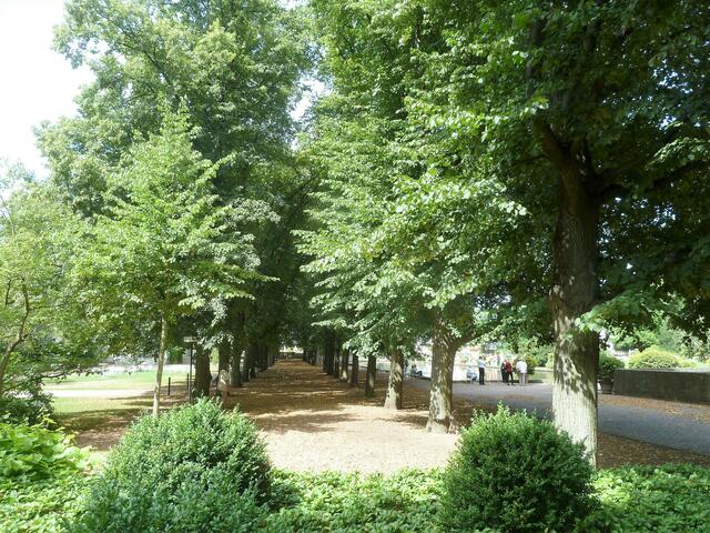 Die Lindenallee.