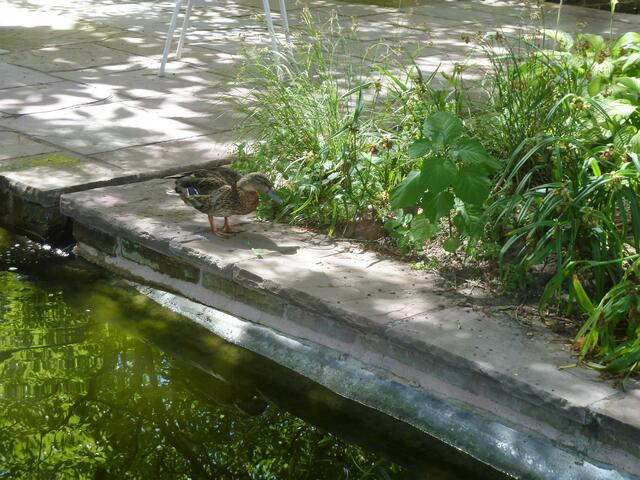 Auch Enten waren hier vertreten.
