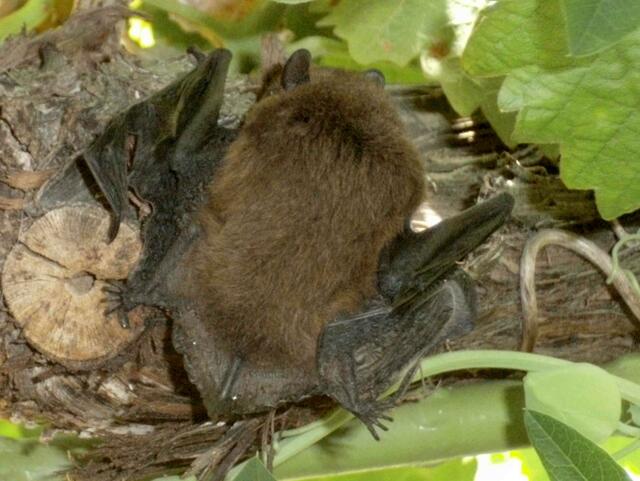 Nicht gerade höflich, dem Fotografen das Hinterteil entgegen zu recken.