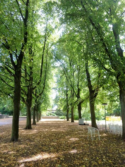Lindenallee.
