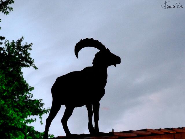 Der Masch-Steinbock