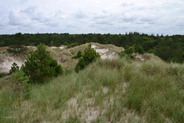 Die Magdalenenspitze ("Maleens Knoll") ist mit 16m über NHN die höchste Erhebung natürlichen Ursprungs in St. Peter-Ording und liegt inmitten einer Dünenlandschaft (siehe Foto) (Foto: Katja Woidtke)