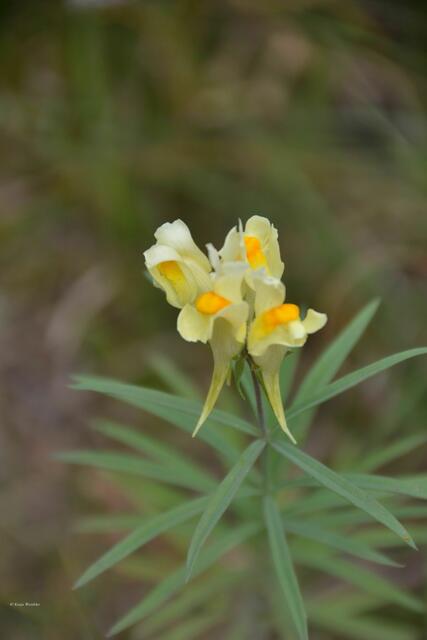 Echtes Leinkraut (Linaria vulgaris) am Wegesrand in St. Peter-Ording. Die Planzenart ist auch unter dem Namen Kleines Löwenmaul bekannt. (Foto: Katja Woidtke)