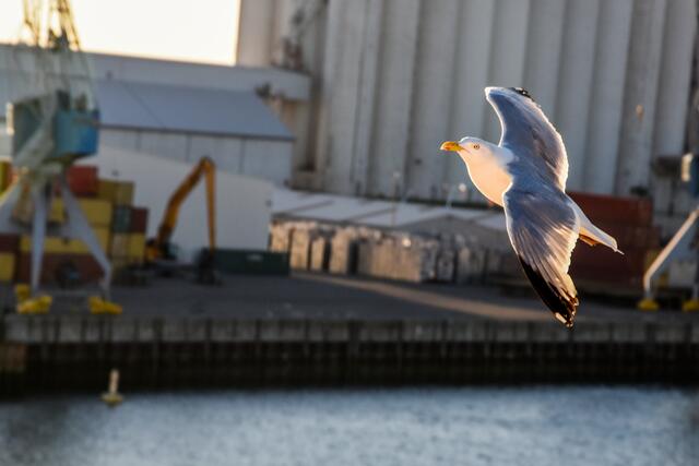 Ständige Begleiter | Hafen Rotterdam | Foto: SCHWARZE-srt-PHOTOGRAPHIE