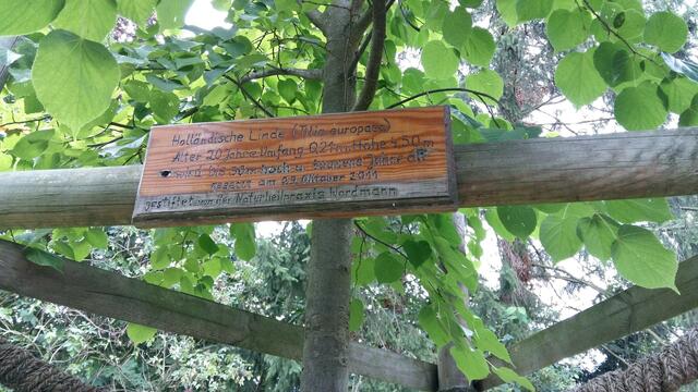 Die von Herrn Nordmann 2011 gepflanzte Holländische Linde ( Tilia europaea ), kann bis zu 30 m hoch und tausend Jahre alt werden. Ein Dank an den edlen Spender !!!