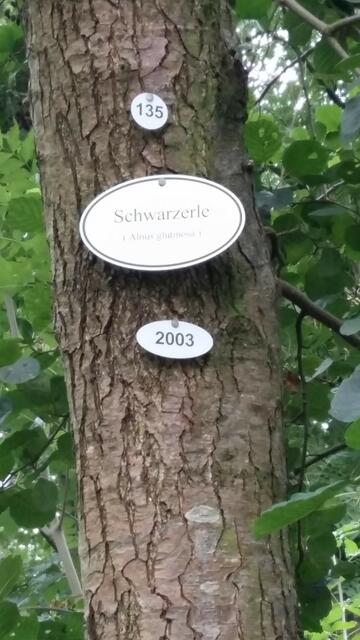 Fast alle Bäume wurden von Herrn Nordmann, Naturheilpraxis in Uetze mit Schildern der Baumnamen beschriftet.  Hier die Schwarzerle, lat.: Alnus glutimosa 2003