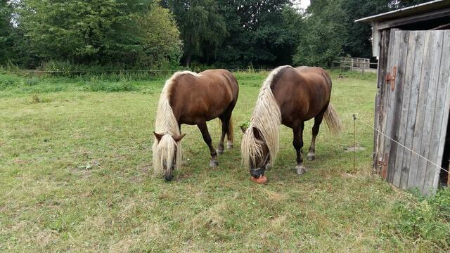 Zum Schluß der kleinen Wanderung gelangt man über die Holzbrücke in Höhe der Strückenstraße und kommt an einer Pferdekoppel vorbei und wird von diesen zwei herrlichen Pferden mit wehender Mähne angeschaut: Füttern ist per Schild am Gatter verboten.
