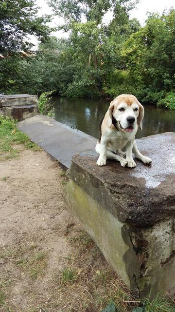 Das alte Brückenfundament mit den Betonpfeilern auf denen die Brückenkonstruktion lagerte.