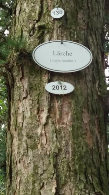 Lärchenbaum, lat.:  Larix decidua = 2012