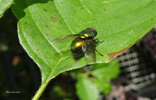 Neomyia cornicina