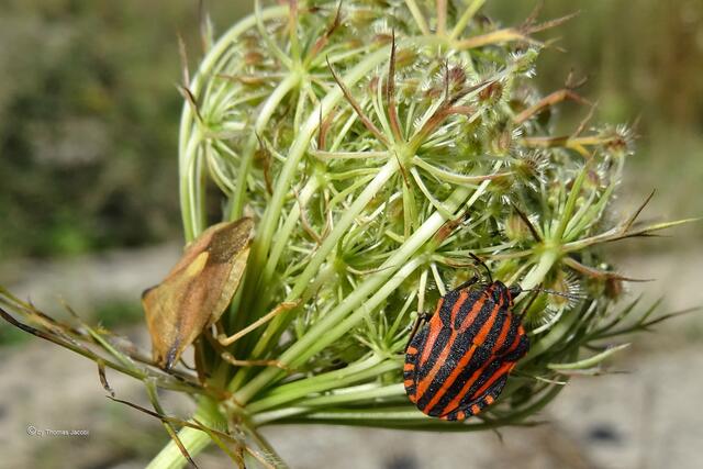Nördliche Fruchtwanze (Carpocoris fuscispinus, links) und Streifenwanze (Graphosoma lineatum)