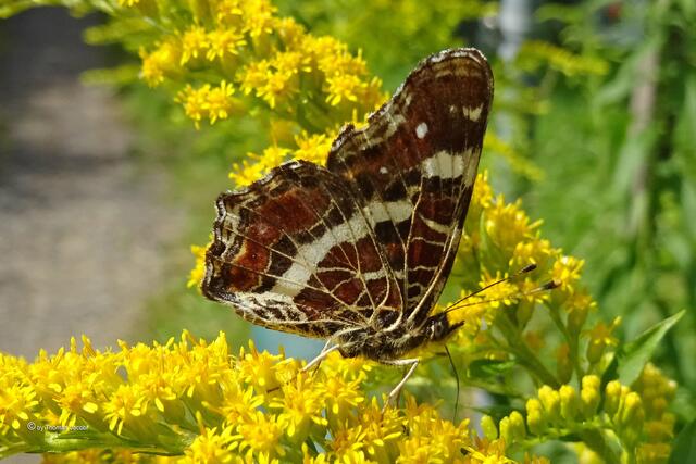 Landkärtchen (Araschnia levana)