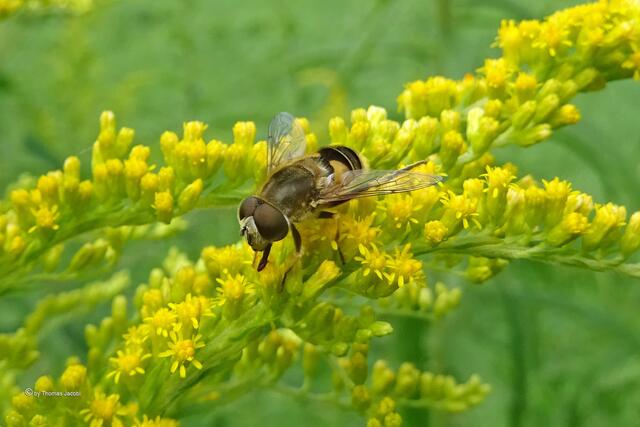 Schwebfliege. Tippe auf Hainschwebfliege.