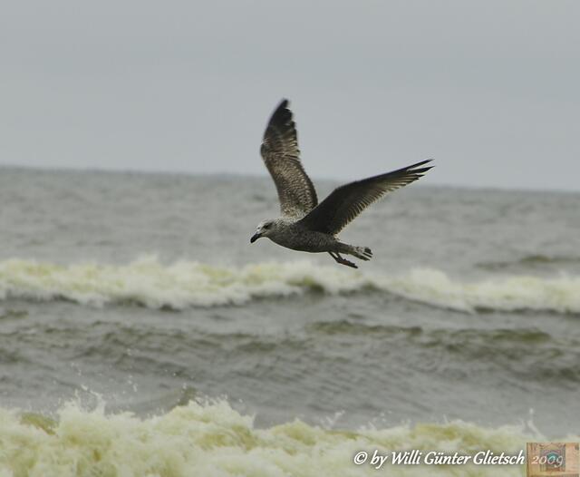 Möwe,  Leba/Pommern  Polen