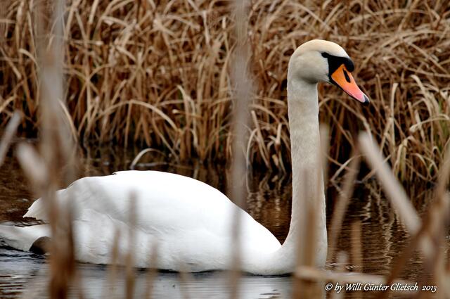 Höckerschwan,  Netzen/Brandenburg