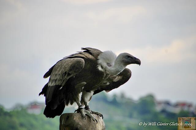 Geier,  Vogelwarte Schloß Guttenberg