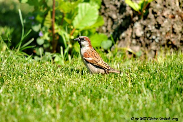 Haussperling  (Spatz),  Leba/Polen