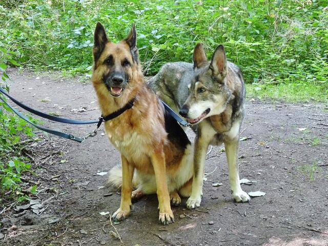 2 Hündinnen, rechts ein Wolfsmischling, laut Besitzer 16 Jahre alt