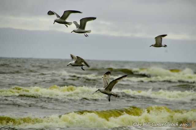 Möwen,  Leba/Polen