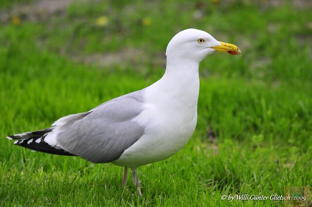 Möwe  Leba/Polen