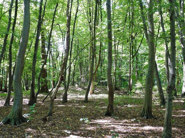 Eines der 10 Hügelgräber aus der Bronzezeit im Mastbruchholz, Laatzens Stadtwald
