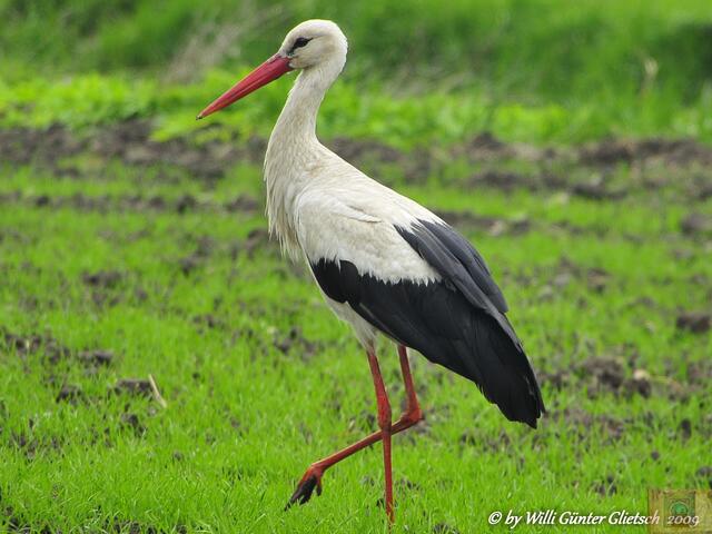 Weißstorch,  Pommern/Polen