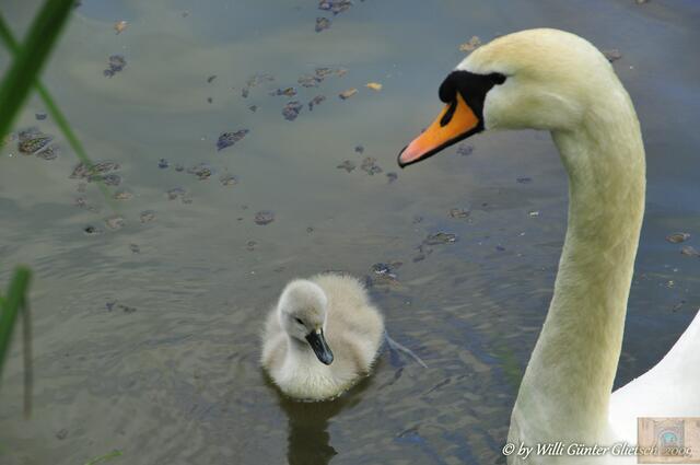 Höckerschwan,  Deutschland