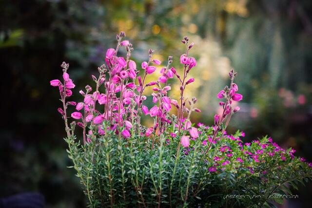 Tischschmuck der Gastgeberin..