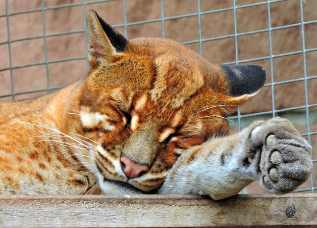 Asiatische Goldkatze,leider nur schlafend.