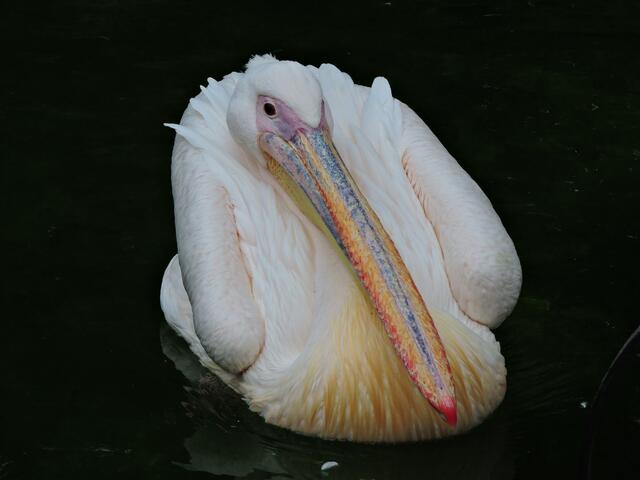Pelikan