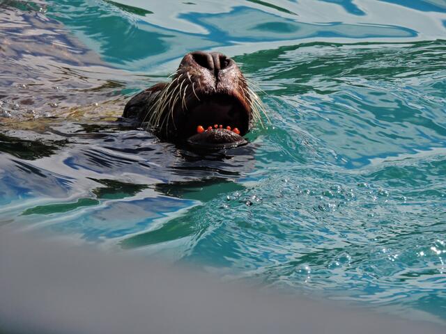 Seelöwe