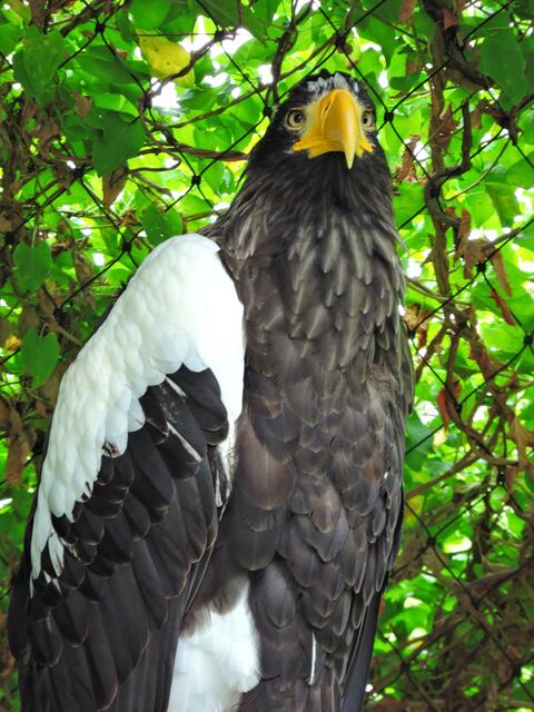 Riesenseeadler.