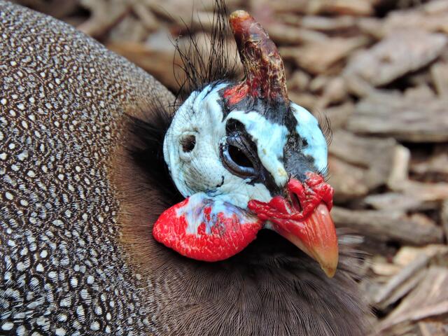 Perlhuhn.
