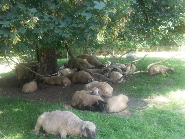 Sommeridylle ..... unterwegs zur Burg...