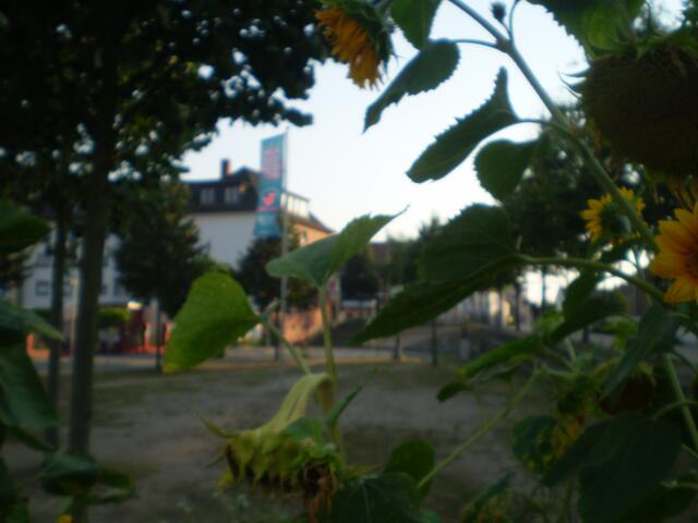 26. August 2016: Sonnenblumen und Flagge auf dem Schosterboorn in Bremen-Hastedt