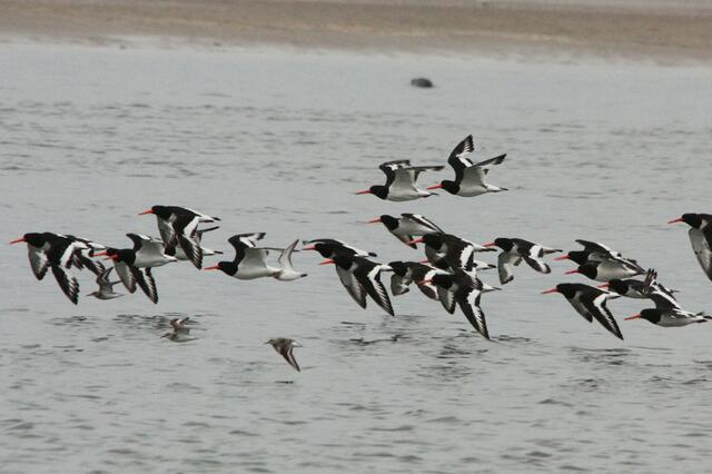 Austernfischer im Flug...