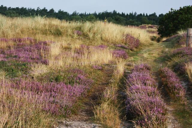 Heidelandschaft im Inselinneren