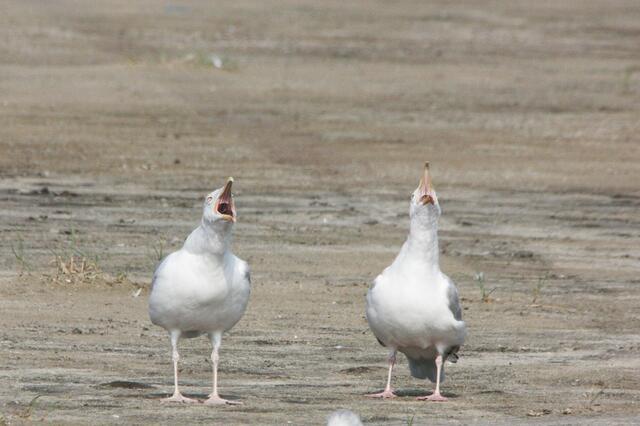 Haha, schon wieder Touristen!