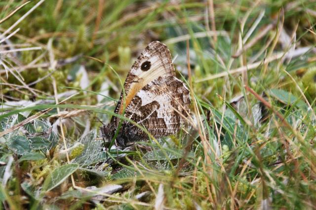 Ockerbindiger Samtfalter