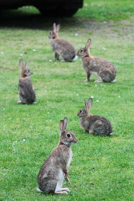 Unterhaltung für den Hund: Kaninchen auf dem Campingplatz