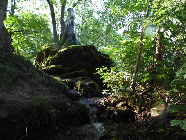 Dass dieses Wunderwerk der Natur, in seinem Ursprung doch nicht natürlich, eine Kuriosität ist, sieht man auf den ersten Blick.