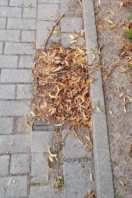 Aktuelle Bilder vom 28.7.2016 von Gullys der Sebastian-Kneipp-Promenade, die mit Sicherheit kein Wasser von Starkregenfällen mehr aufnehmen können und dringendst gereinigt werden müssen.