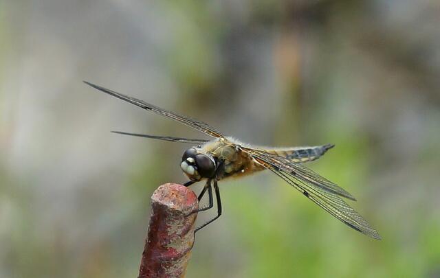 Die Vierflecklibelle (Libellula quadrimaculata).