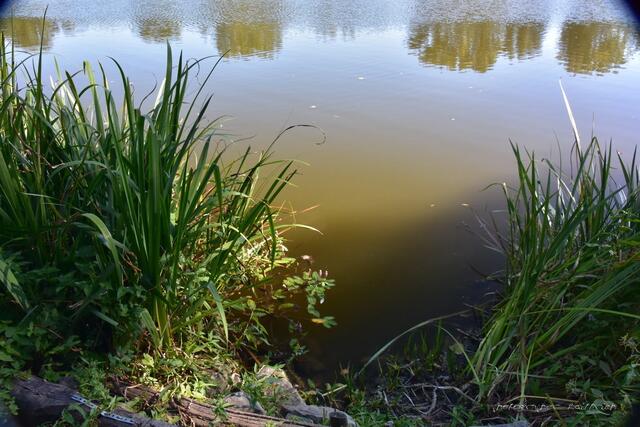 ..von dieser Seite des Teiches sah das Wasser recht trübe aus...