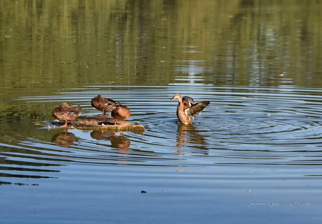 Platz ist auch für Enten auf dem kleinsten Raum..