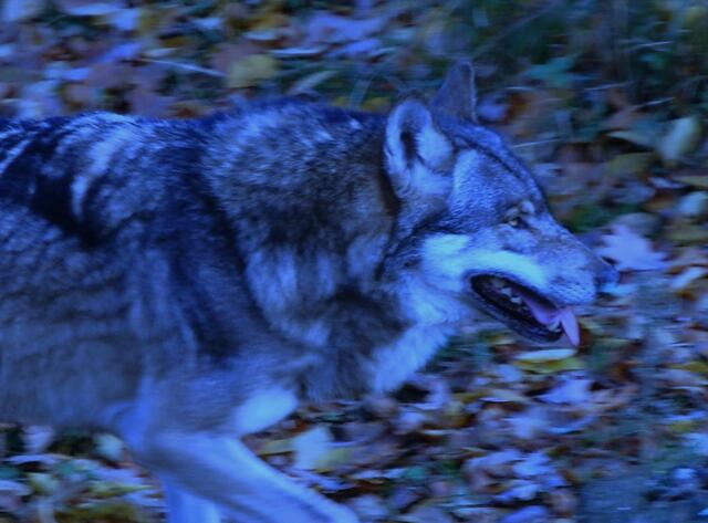 Andere wollen in der Dunkelheit einen schwarzen, wolfsähnlichen Hund mit leuchtenden Augen gesehen haben, der um den Schwarzen Busch herum schleicht. | Foto: Christel Wolter