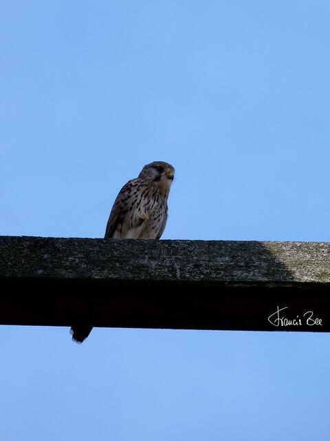 Ein rastender Falke hatte mich genau im Blick.